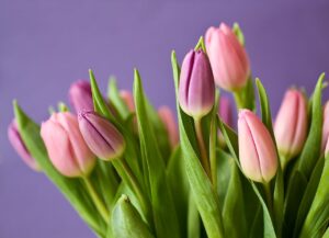 Entretien tulipes rose