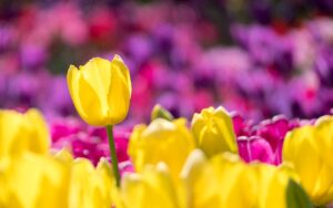 Entretien tulipe jaune