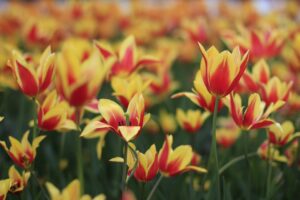 Entretien tulipe bicolor