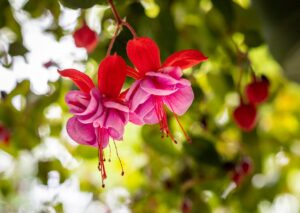 Fuchsia entretien