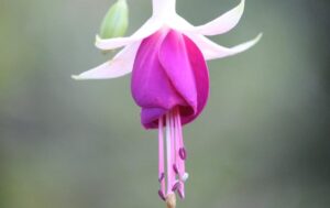 Fuchsia entretien