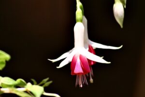 Fuchsia entretien