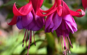 fuchsia entretien 5