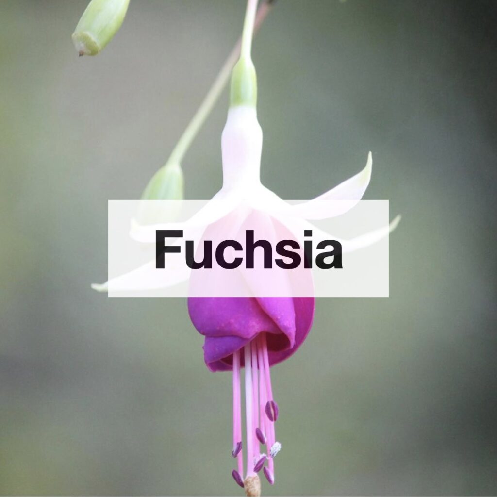 Fuchsia entretien