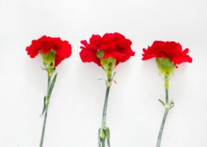 L'entretien de trois oeillets rouges