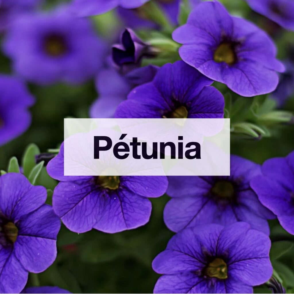 Petunias entretien