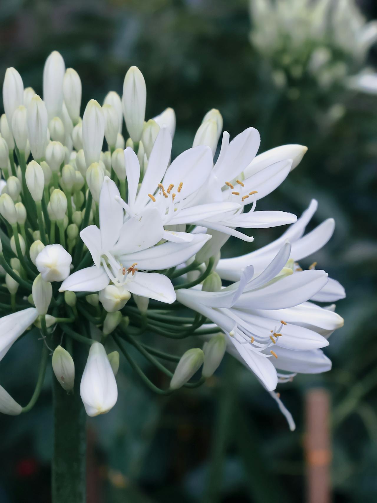 Une agapanthe blanche