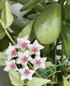 Des fleurs de hoya blanches