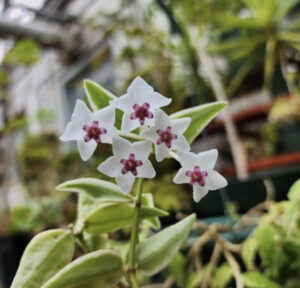 Entretien des fleurs d'hoya en floraison