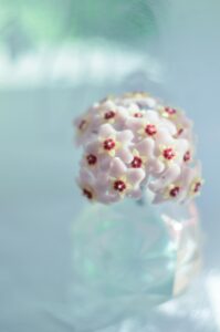 Entretien des fleurs d'hoya dans un vase transparent