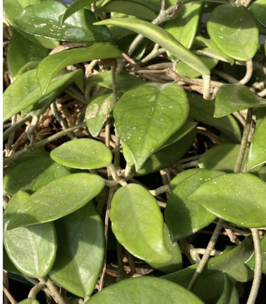 hoya carnosa entretien