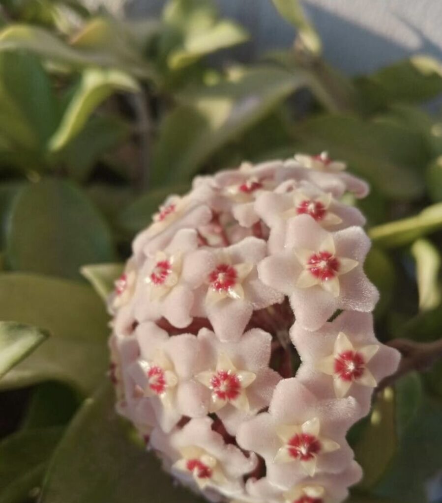 hoya carnosa entretien