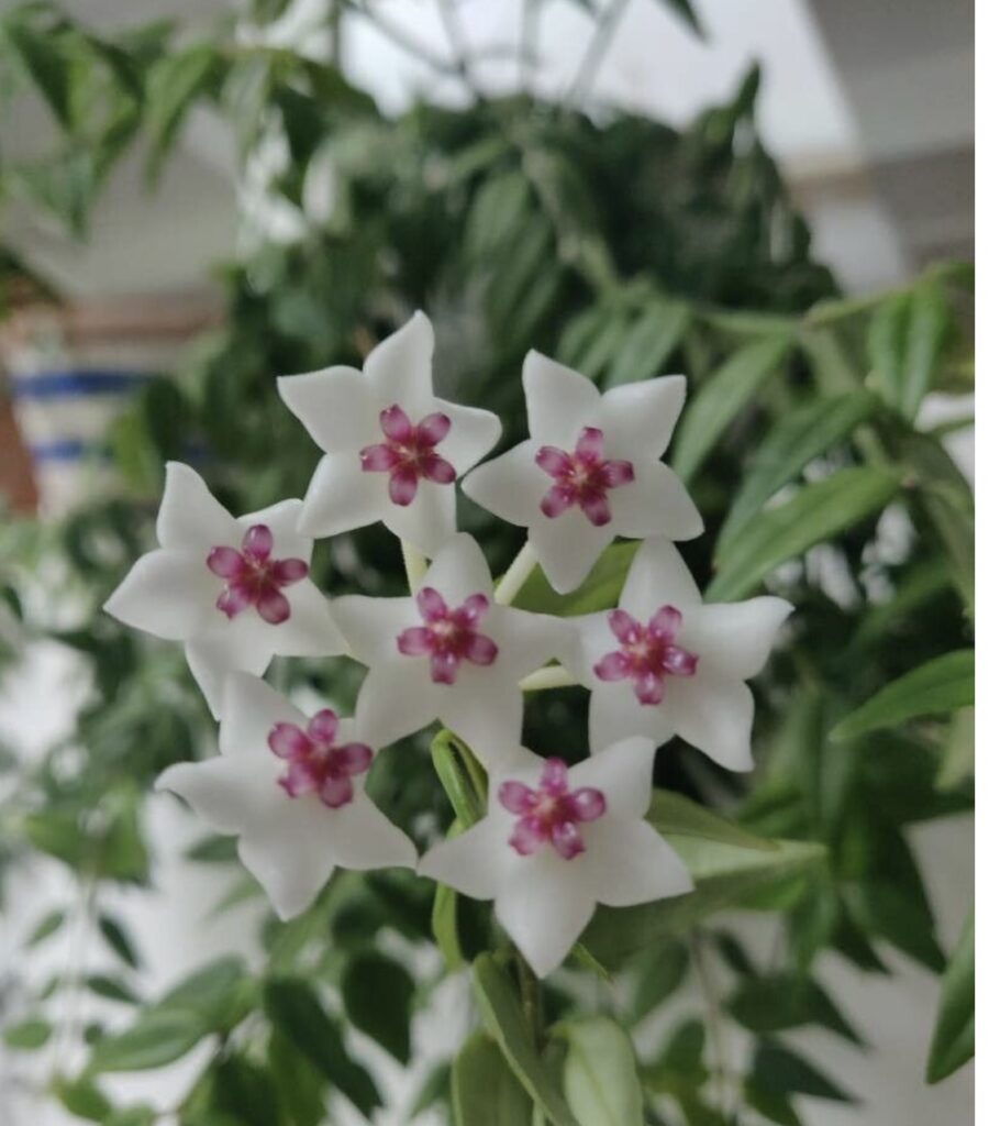 hoya bella entretien