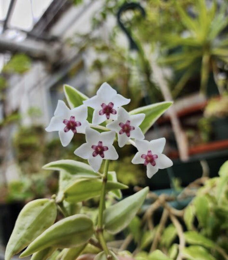 hoya bella entretien