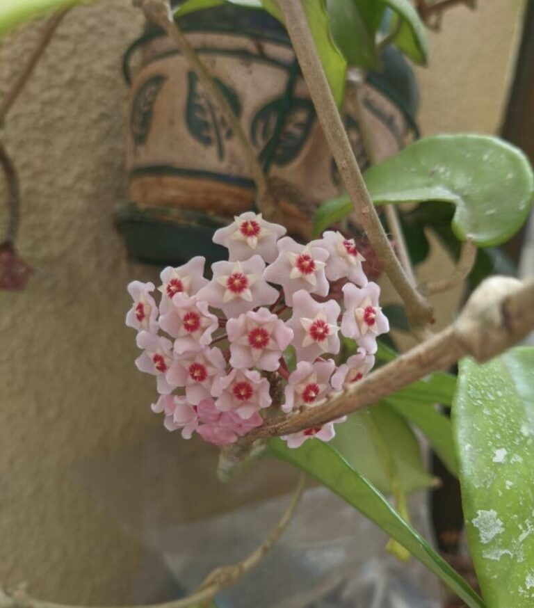 hoya carnosa entretien fleurs roses et blanches