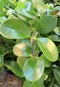 Des feuilles d'hoya