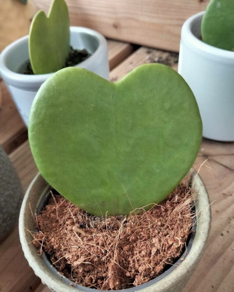 Hoya kerrii entretien dans un pot avec feuille verte en forme de coeur