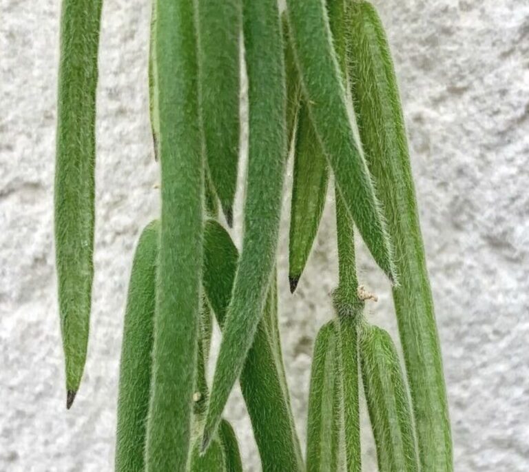 hoya linearis entretien