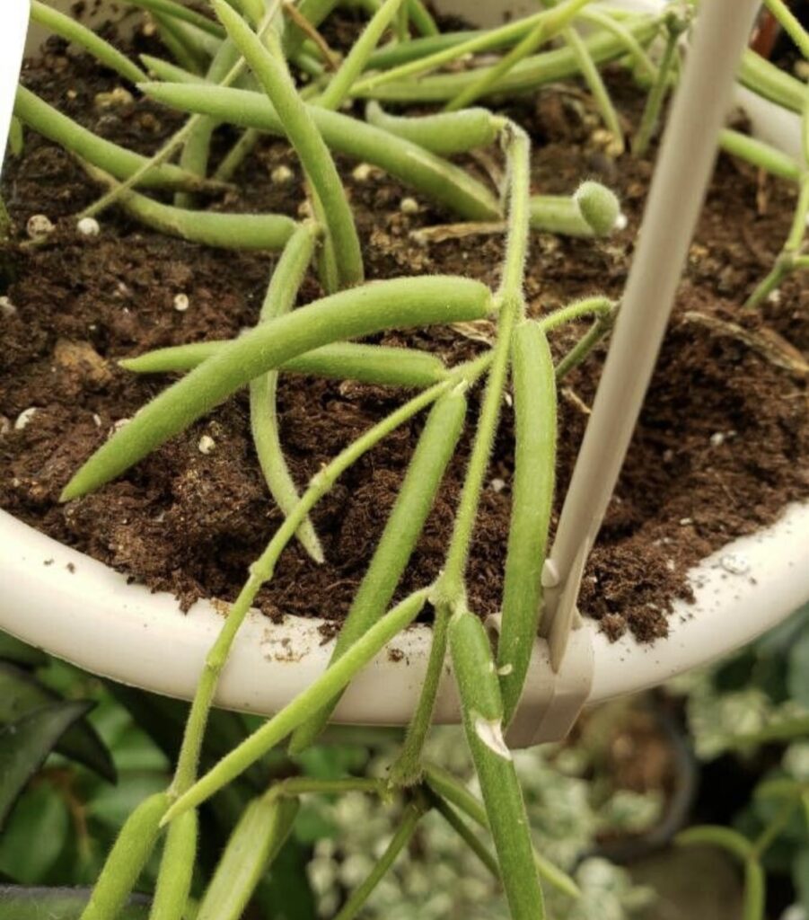 hoya linearis entretien