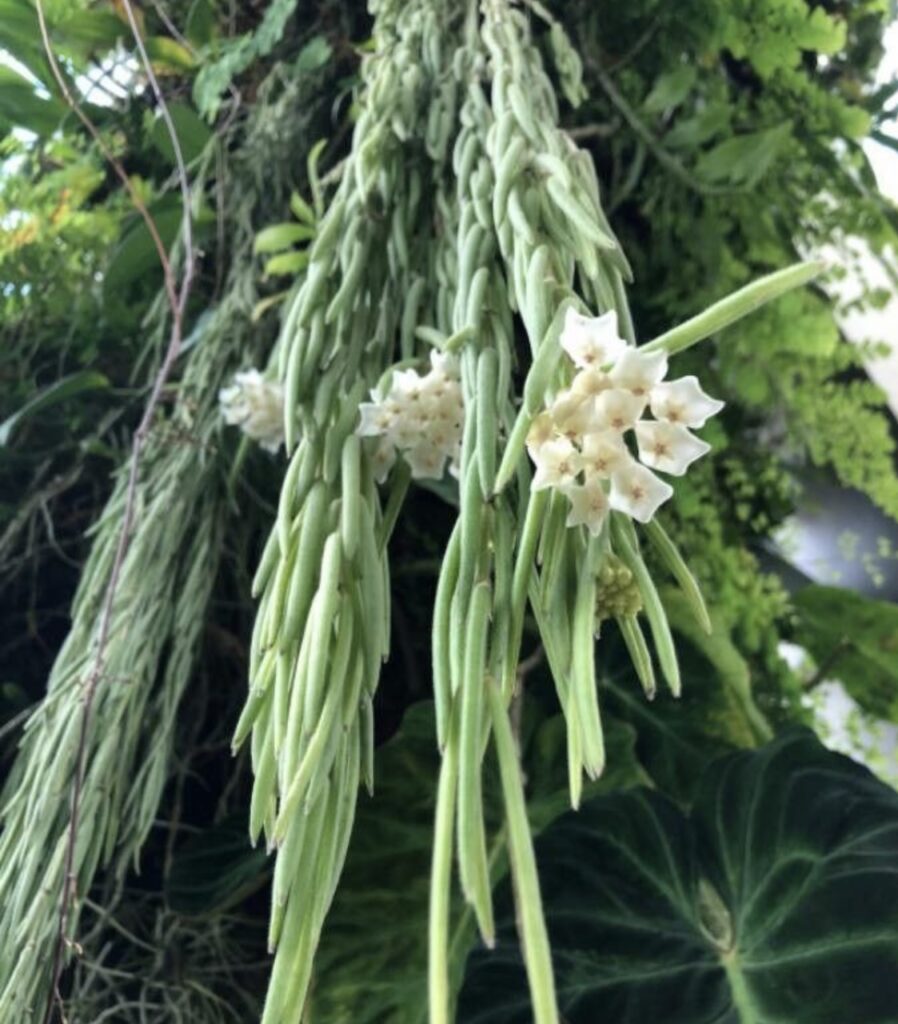 hoya linearis entretien