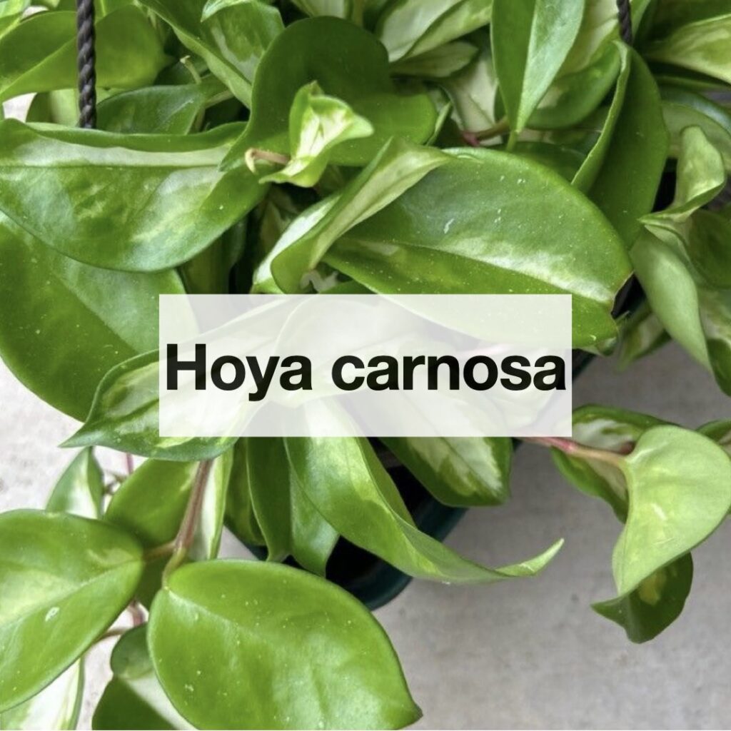 Hoya carnosa entretien