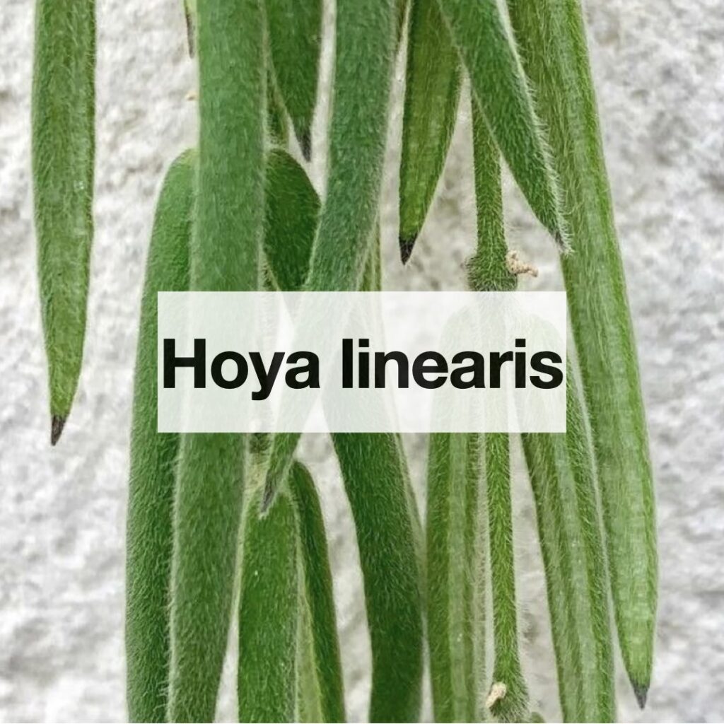 Hoya linearis entretien