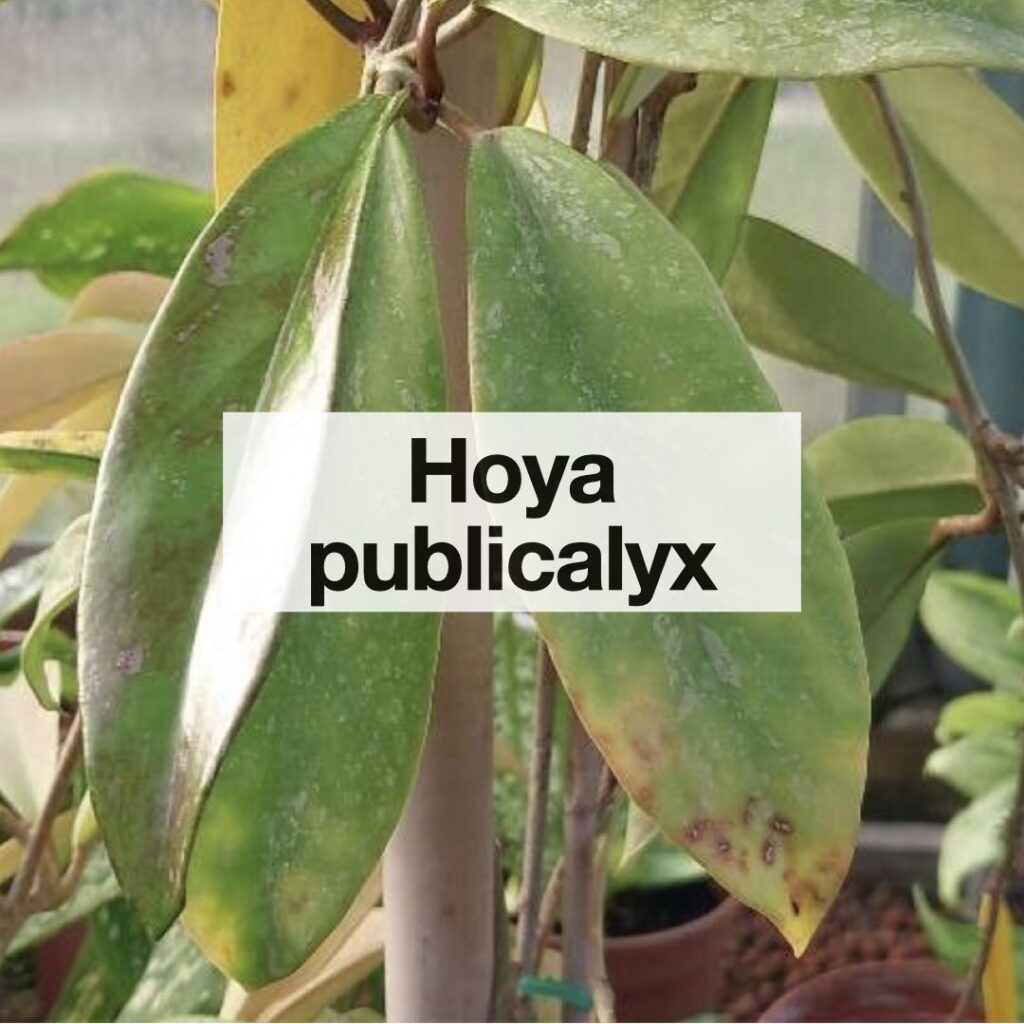 Hoya publicalyx entretien