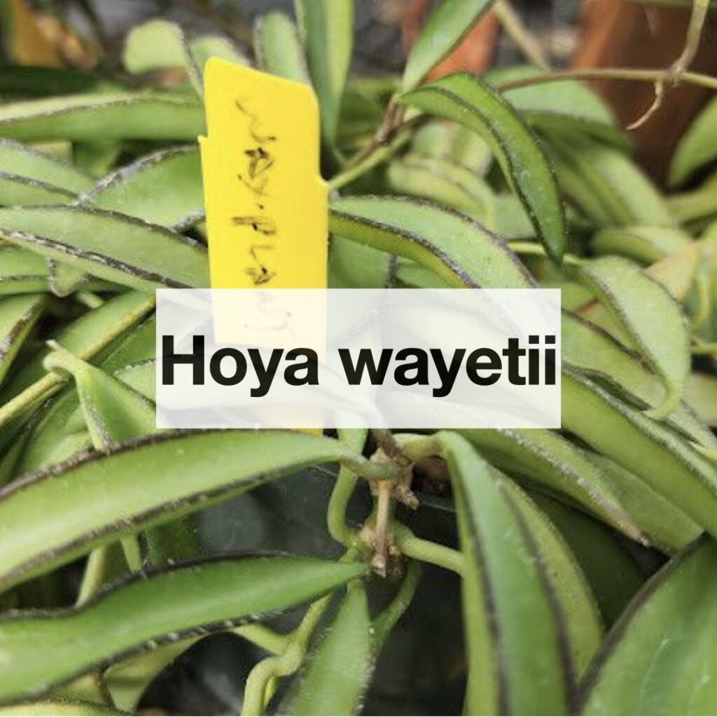 Hoya wayetii entretien