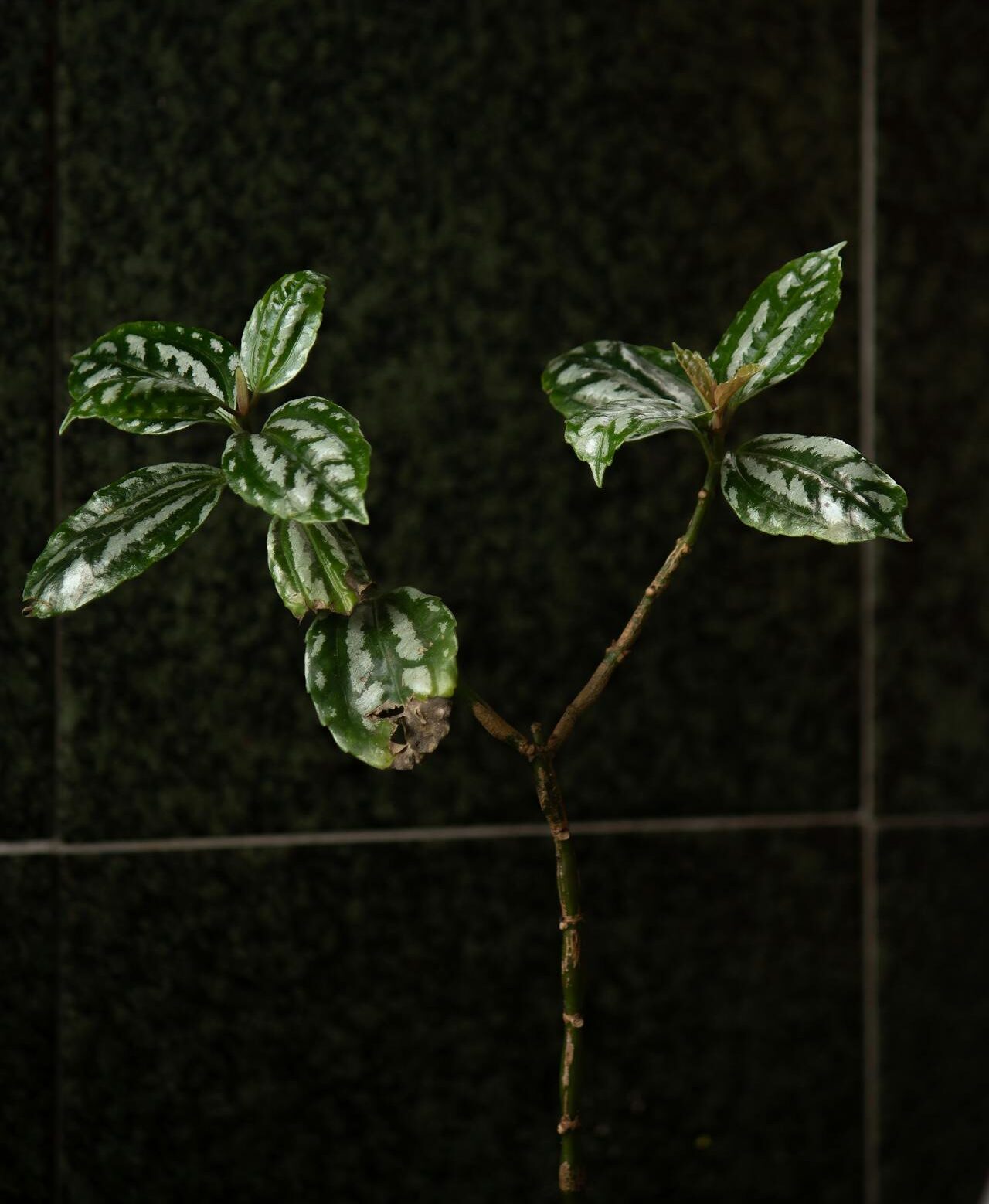 Pilea cadierei entretien