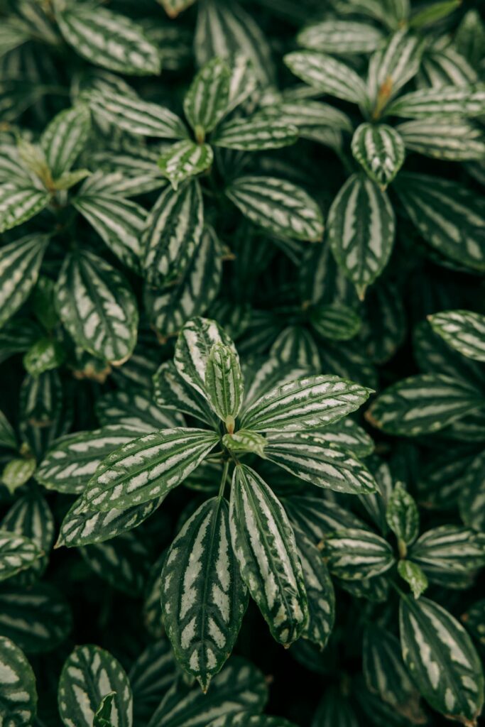 Pilea cadierei entretien