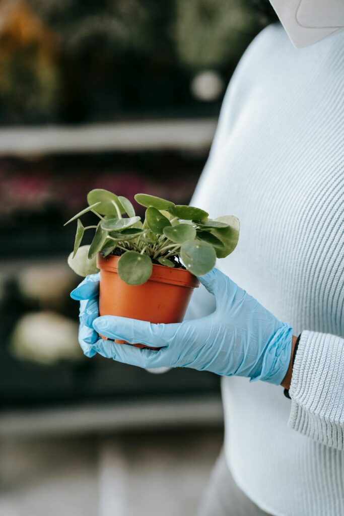 Pilea peperomioides entretien