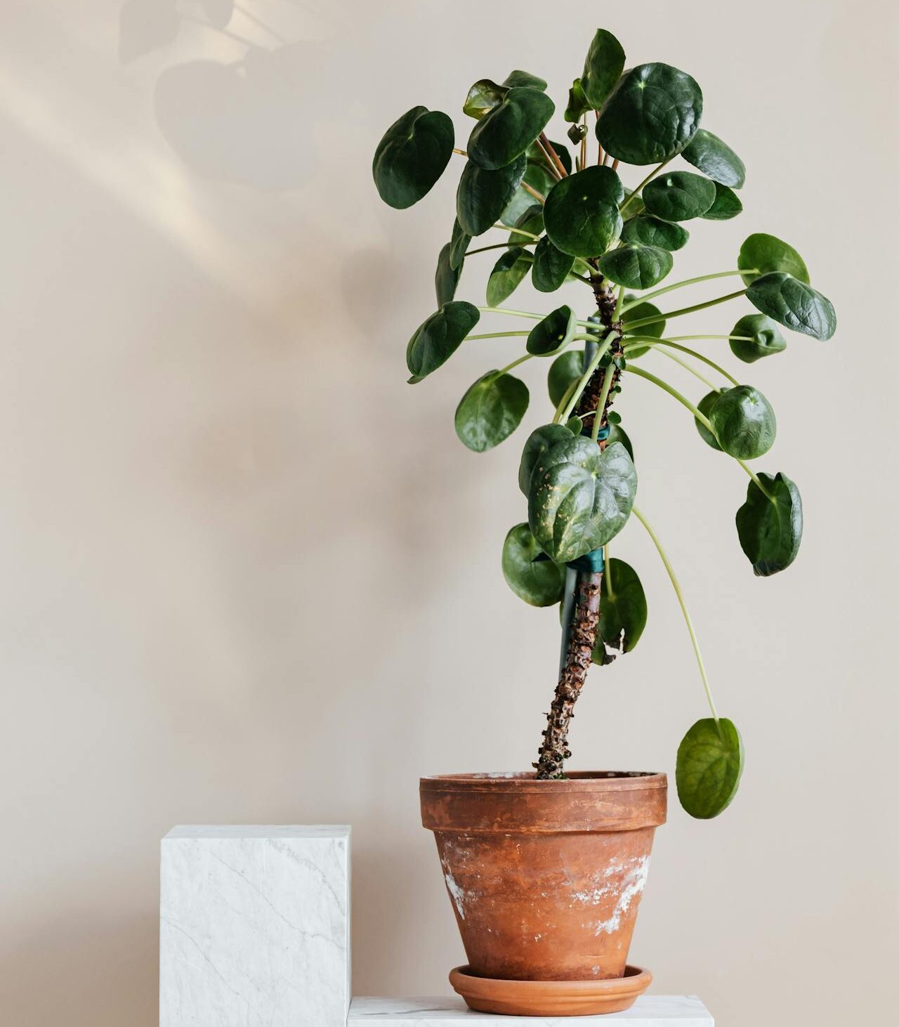 Pilea peperomioides entretien