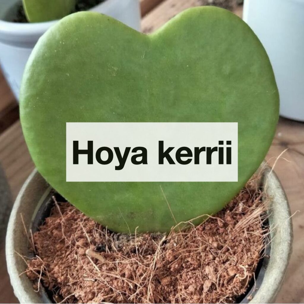 Hoya kerrii entretien