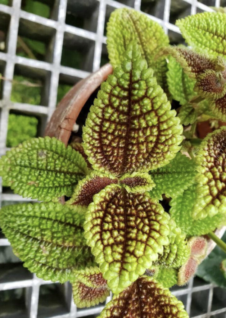 feuilles de pilea involucrata