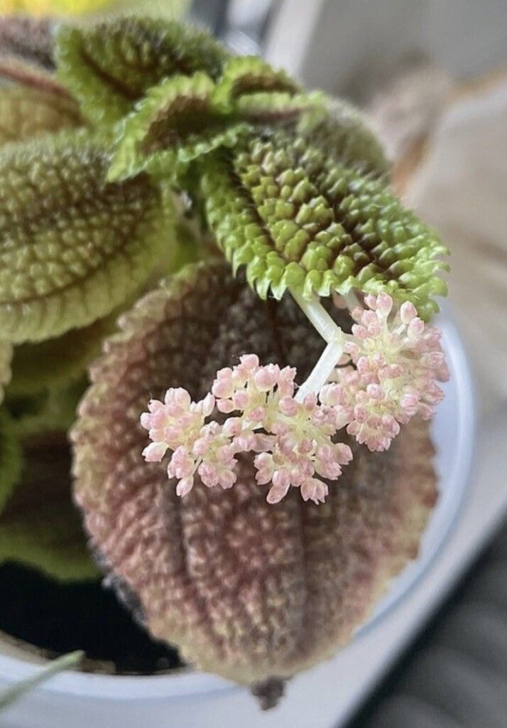 fleur de pilea involucrata