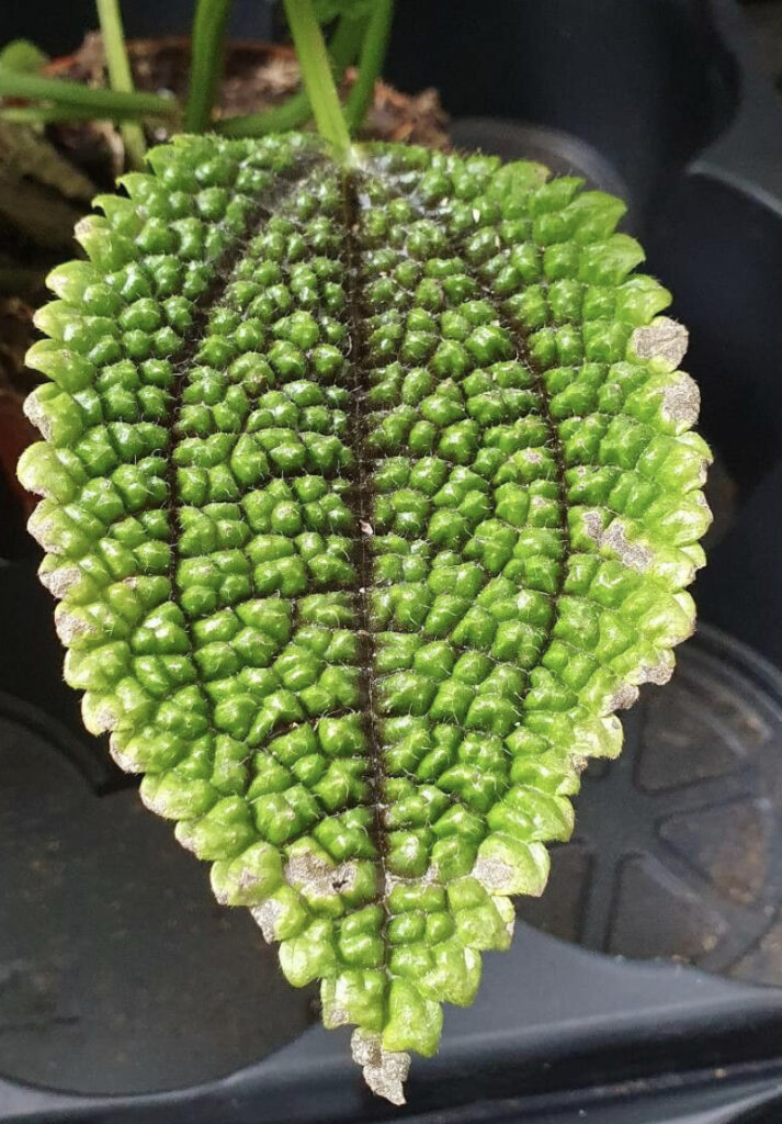 feuille de pilea involucrata