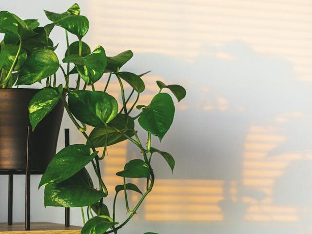 Pothos doré entretien golden pothos dans un pot en terre