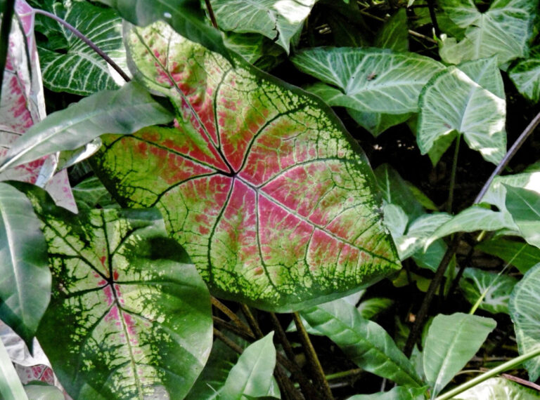Une feuille de caladium