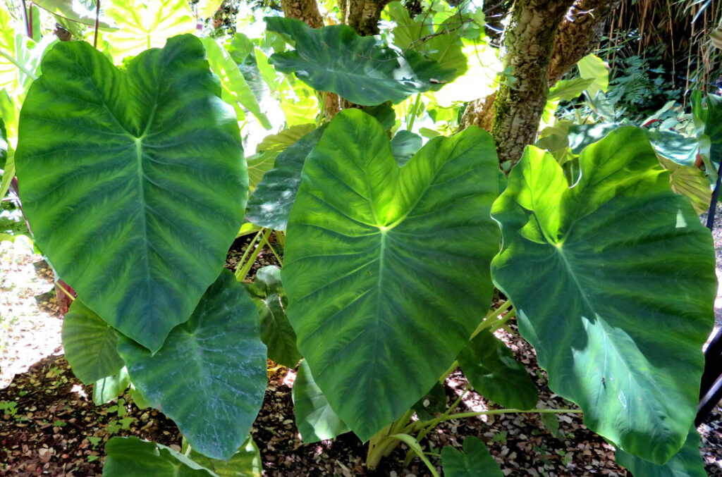 Une colocasia esculenta en entretien dehors