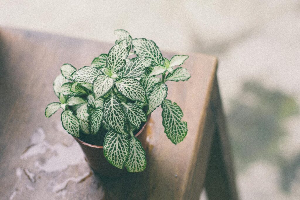Un fittonia en pot