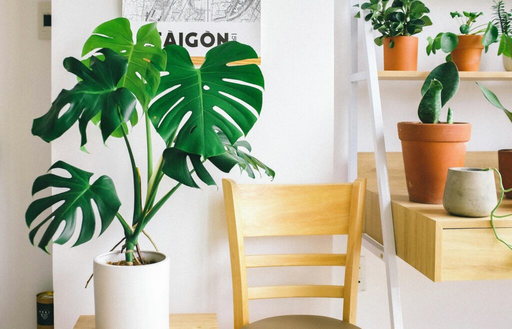 Une monstera dans une salle de bain