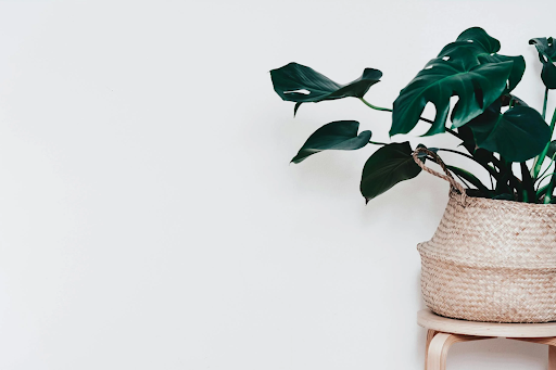 Une monstera placée dans le coin droit