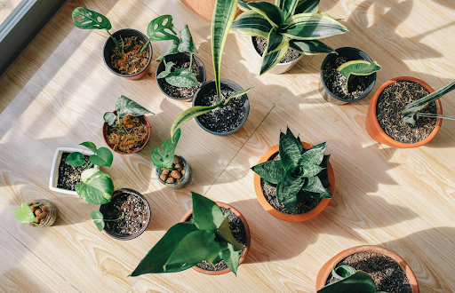 Des plantes plantes d'intérieur qui aiment l'ombre