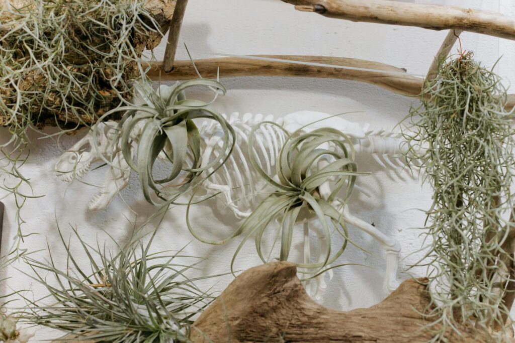 Plusieurs plantes tillandsia